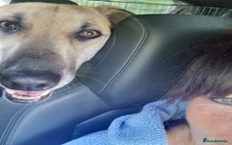 Mixed Breed dogs for adoption: JACK FOR ADOPTION OR FOSTER IN CORNWALL OR DEVON - Image 6