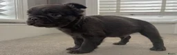 French Bulldog dogs for sale: 🎃🐾 FLUFFY FRENCH – READY 26TH OCTOBER! 🐾🎃 - Advert 8