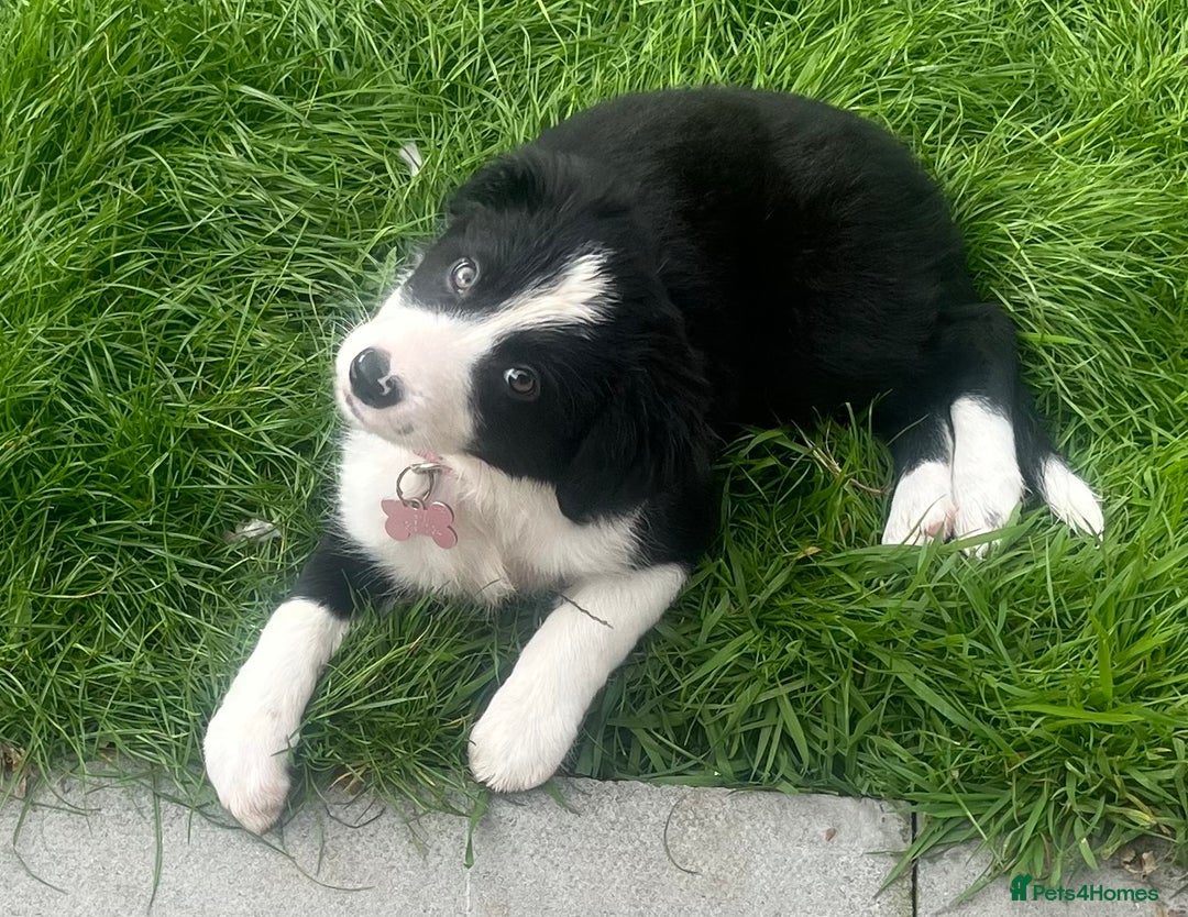 Border Collie dogs for sale: Beautiful girl non kc  - Image 9