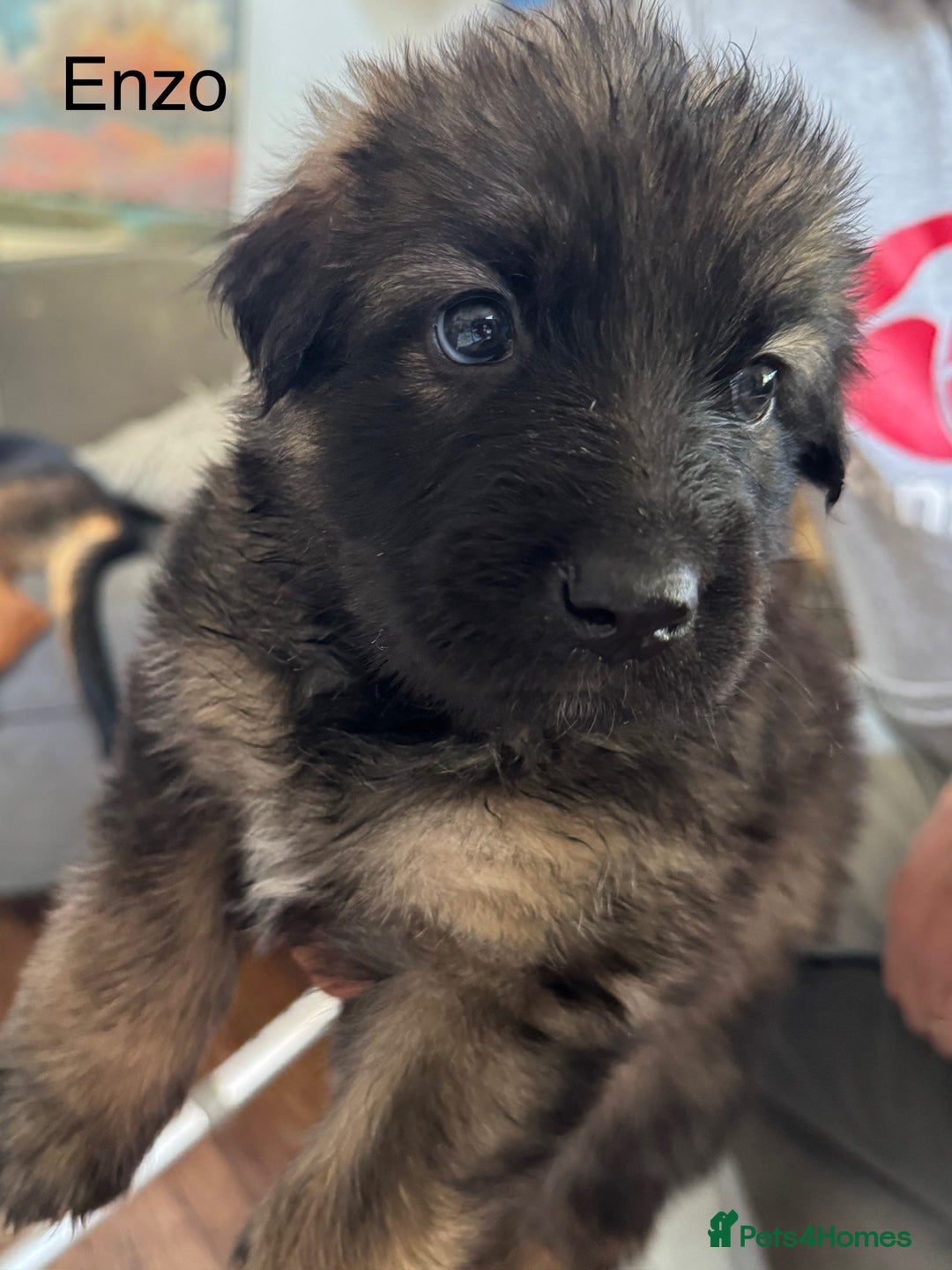 Mixed Breed dogs for sale: Beautiful Inca & handsome Nanuq PUPDATE x4 - Image 20