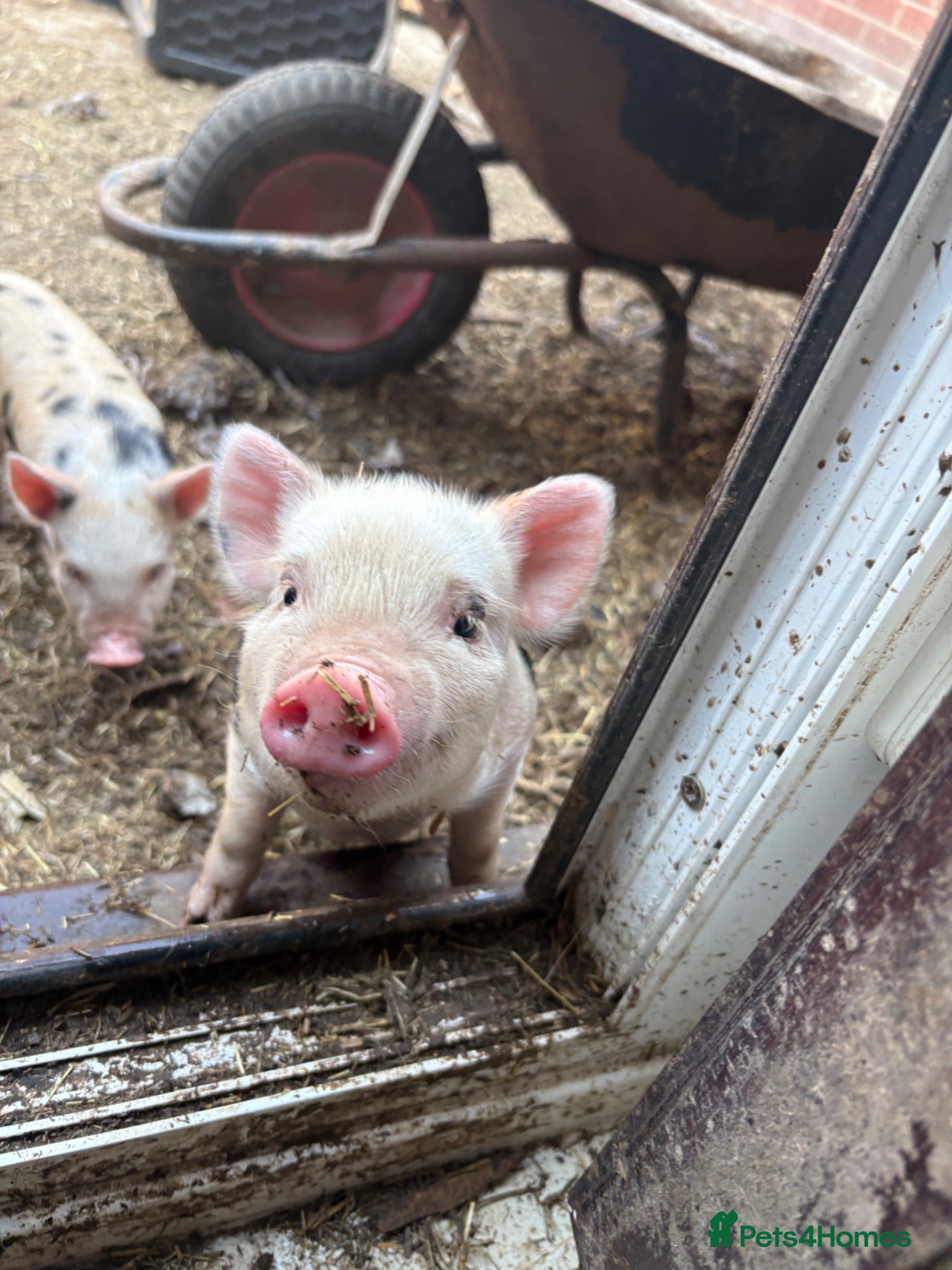 Pig livestock Julianna piglets for sale  - Advert 1