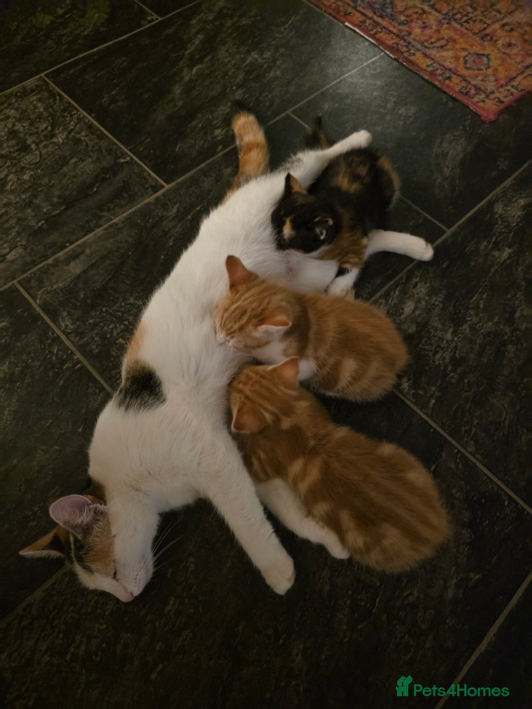 Mixed Breed cats for sale: 3 gorgeous kittens - Image 9