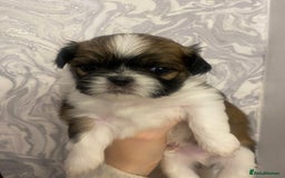 Shih Tzu dogs for sale: Imperial shitzhu pups  born on the 17 of October - Image 6