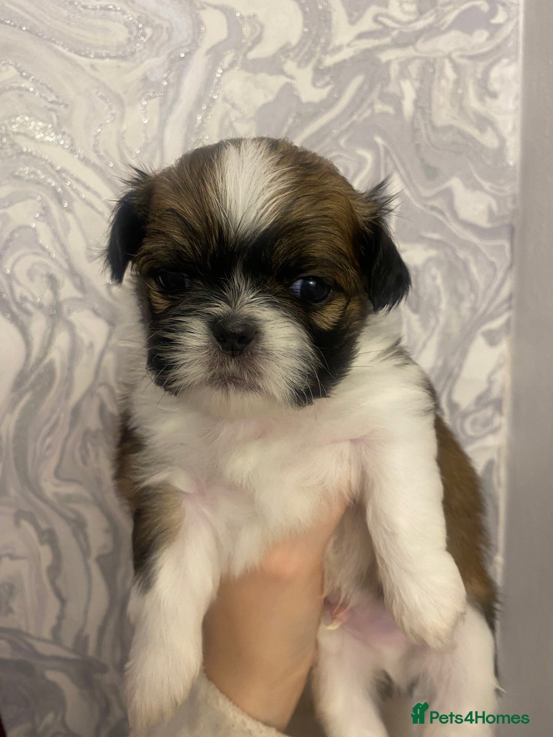 Shih Tzu dogs for sale: Imperial shitzhu pups  born on the 17 of October - Image 6