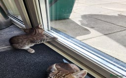 Mixed Breed cats for sale: Adorable kitten's  - Image 20