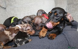 Miniature Dachshund dogs for sale: 🐶✨Smallest mini KC stunning litter ✨🐶 - Image 15