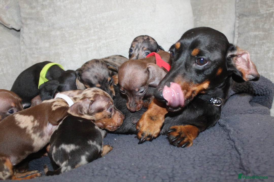 Miniature Dachshund dogs for sale: 🐶✨Smallest mini KC stunning litter ✨🐶 - Image 15