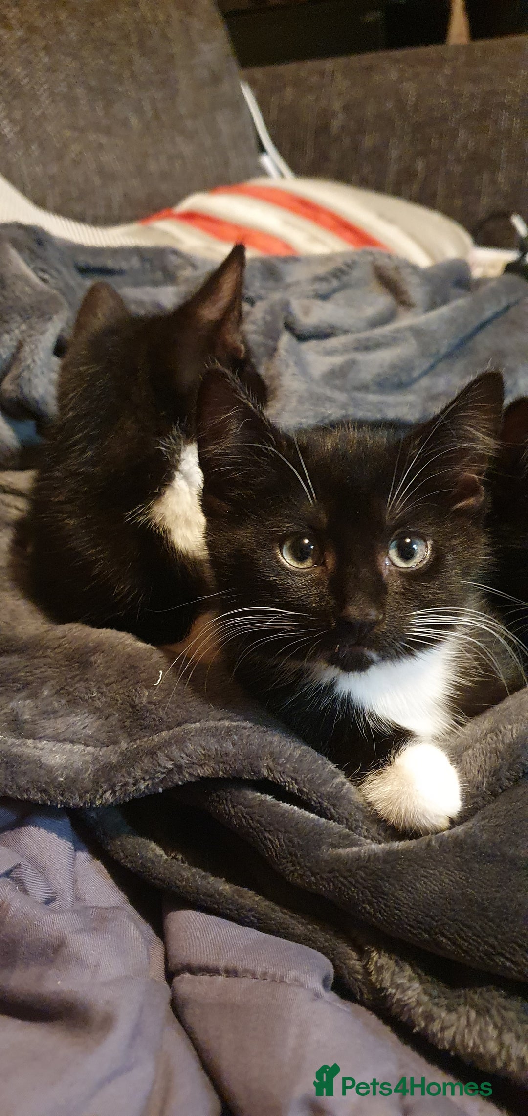 Mixed Breed cats for sale: 5 Kittens for sale 2 tuxedo and 3 black - Advert 4