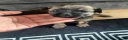Shorkie dogs for sale: Shorkie in Nelson - Advert 4