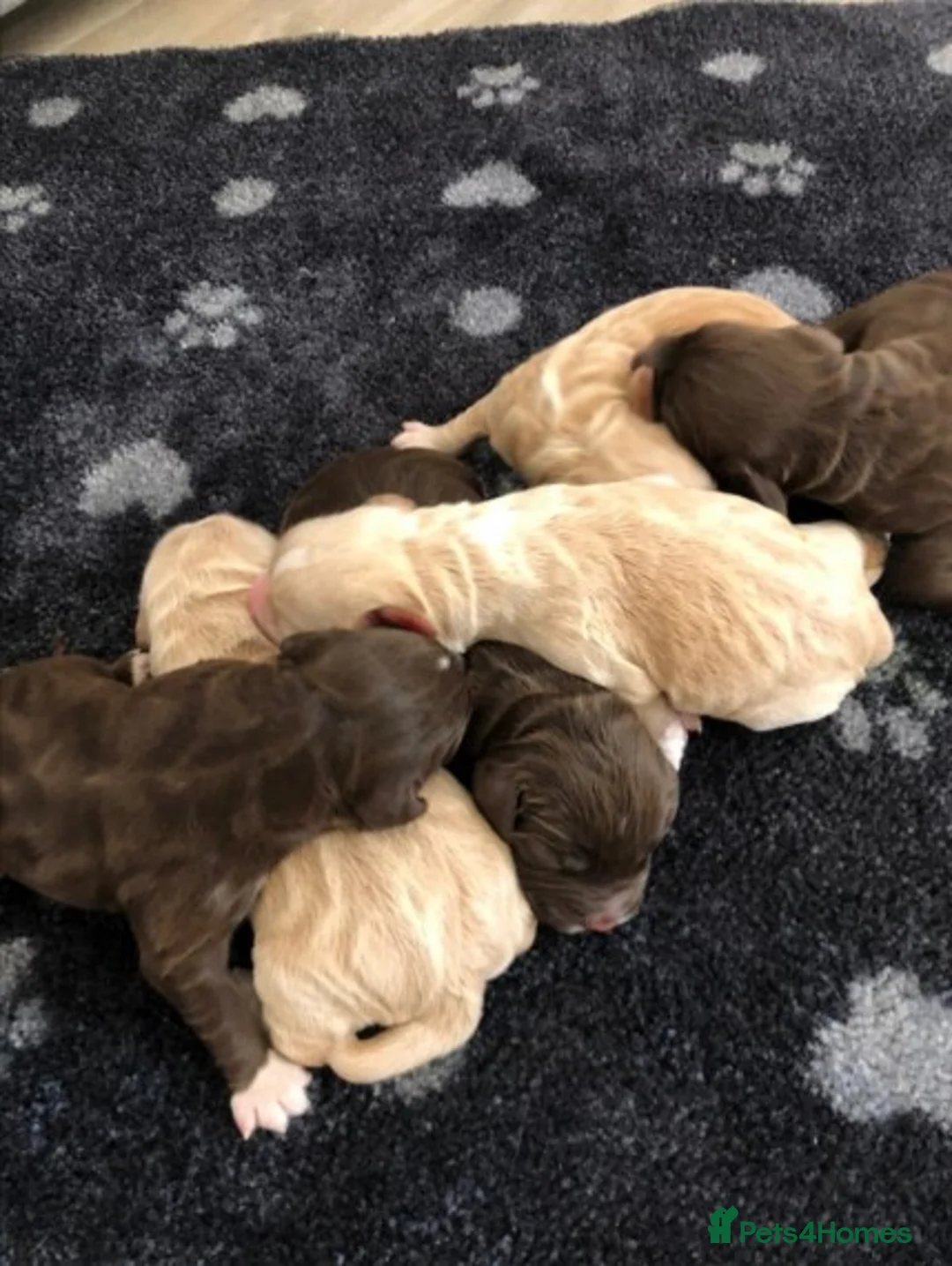 Cocker Spaniel dogs for stud: KC  health tested working cocker spaniel at stud in Malton - Advert 14