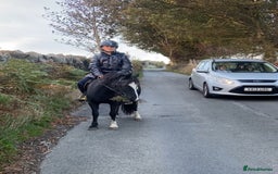 Welsh Section A horses for sale: Super child’s pony  - Image 16
