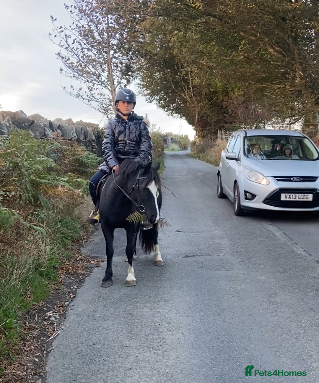 Welsh Section A horses for sale: Super child’s pony  - Image 16