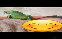 Parrots birds for sale: Blue fronted amazon  - Image 1