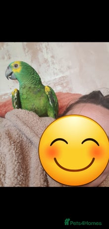 Parrots birds - Advert 14