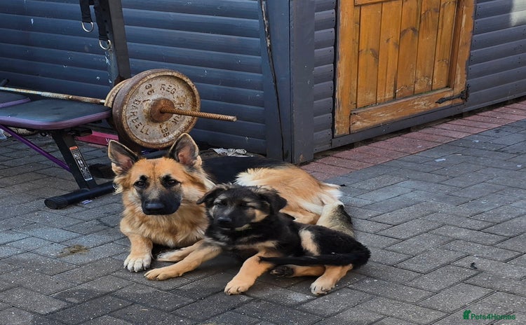 German Shepherd dogs - Advert 5