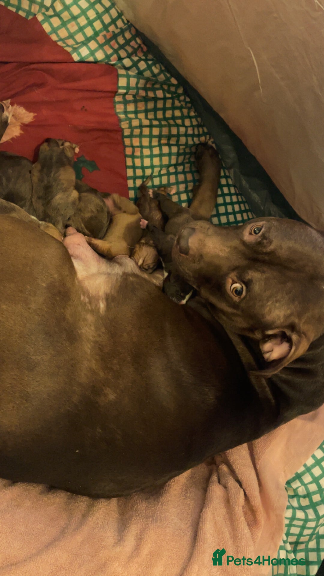 Mixed Breed dogs for sale: American bully x American bulldog puppies - Advert 1