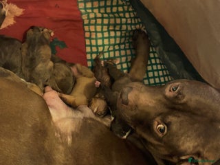 Mixed Breed dogs American bully x American bulldog puppies - Advert 1