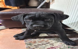 Mixed Breed dogs for sale: cane corso cross puppies  - Image 10