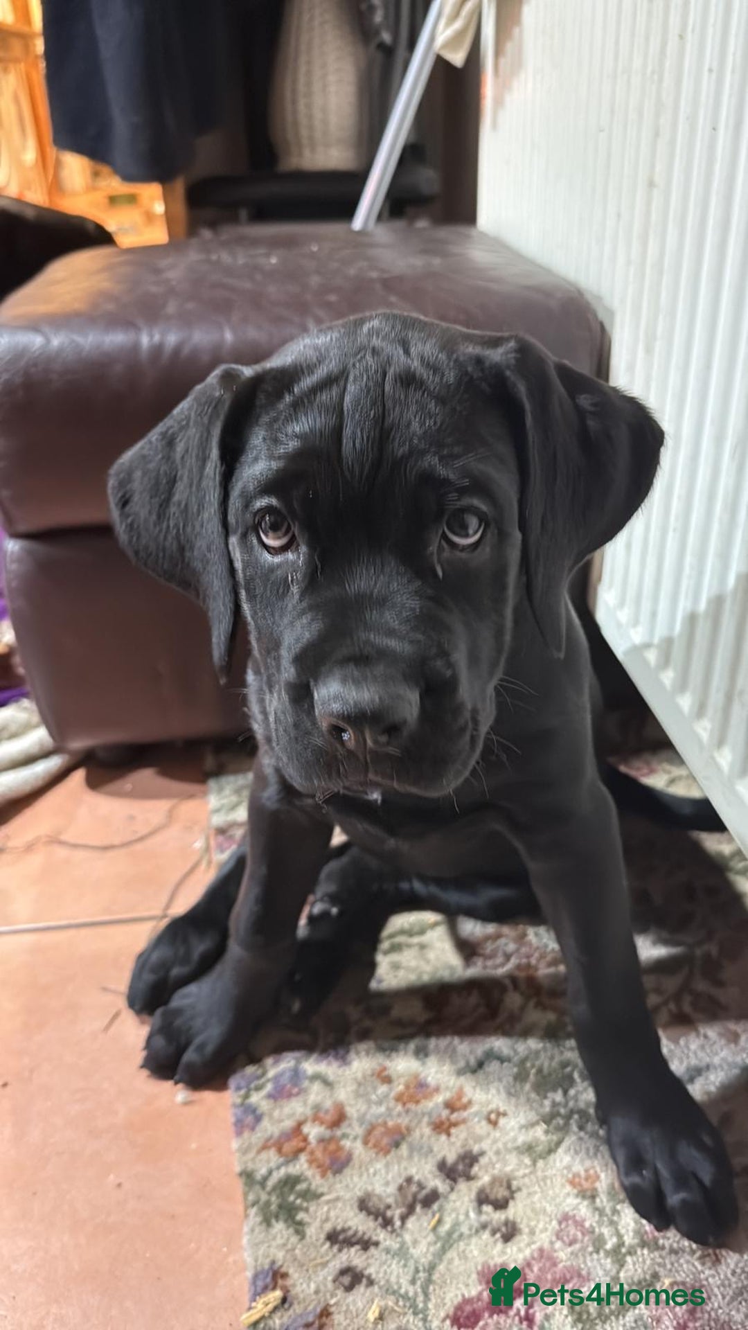 Mixed Breed dogs for sale: cane corso cross puppies  - Image 10