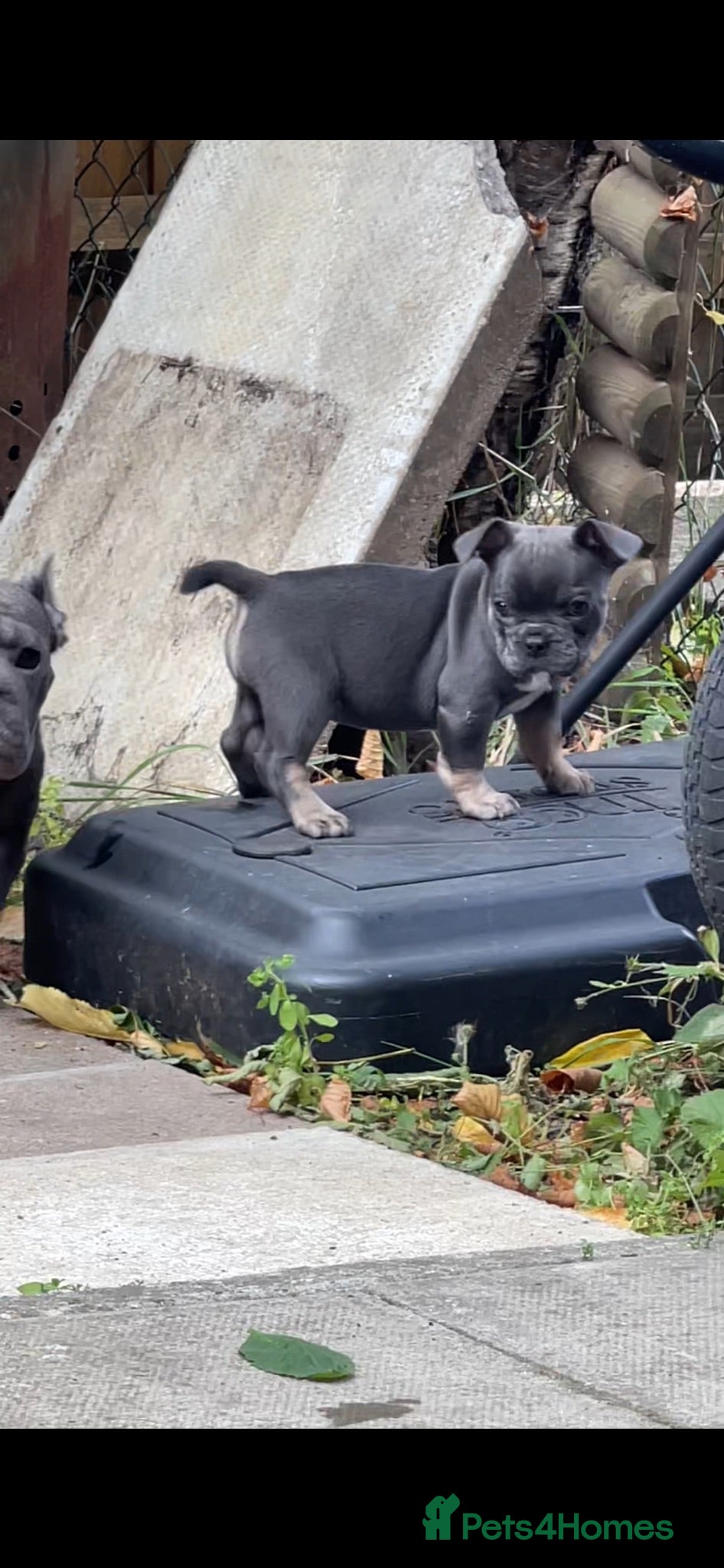 French Bulldog dogs PINK, ISABELLA & FLUFFY CARRIER FEMALE - Advert 17