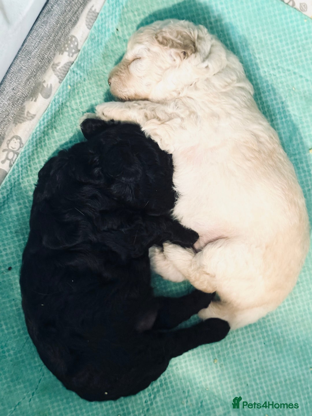 Toy Poodle dogs for sale: 2 beautiful toy poodle puppies READY NOW  - Image 4