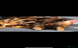 Bengal cats for sale: King is not only cat is a main character! - Image 5