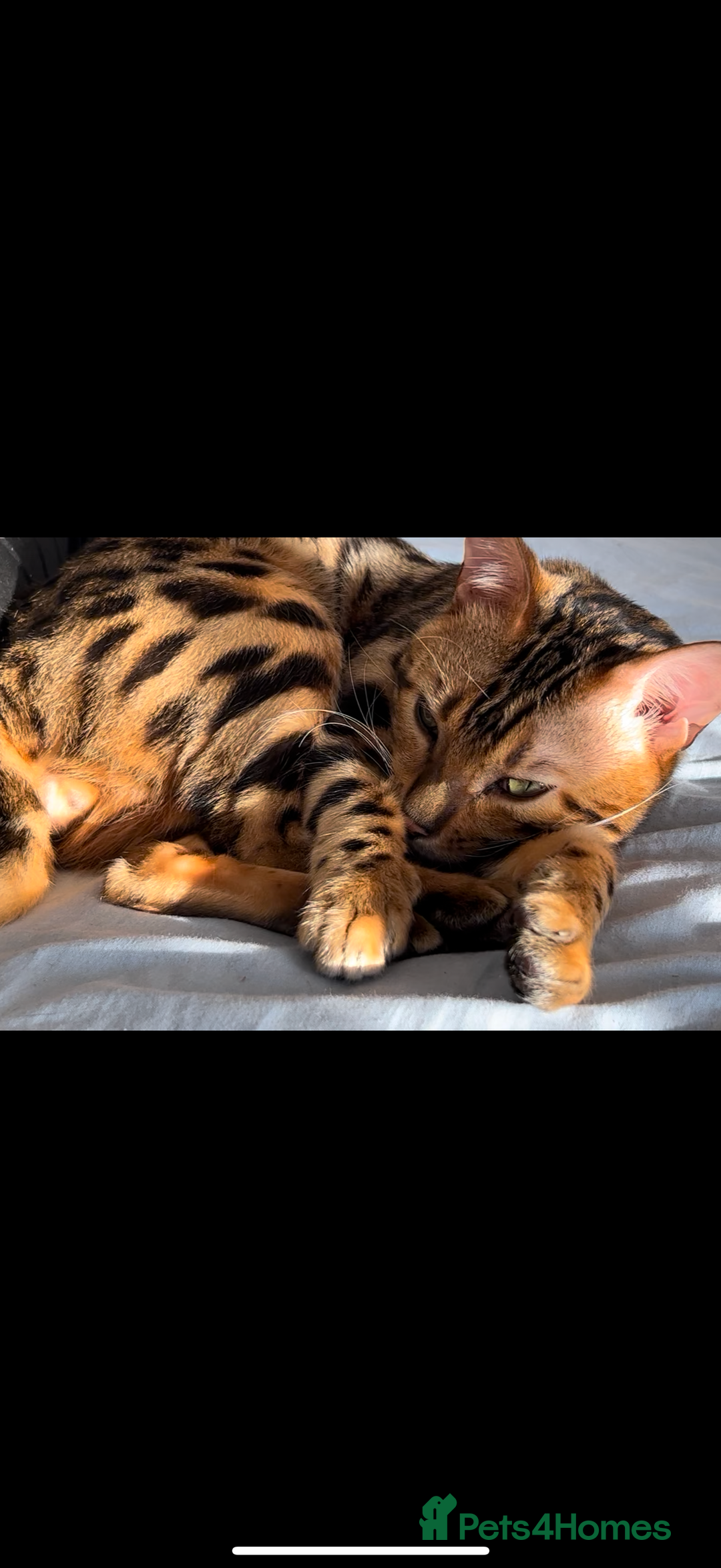 Bengal cats for sale: King is not only cat is a main character! - Image 5