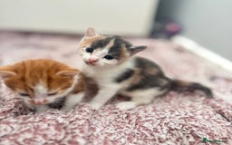 Mixed Breed cats for sale: Gorgeous kittens  - Image 17