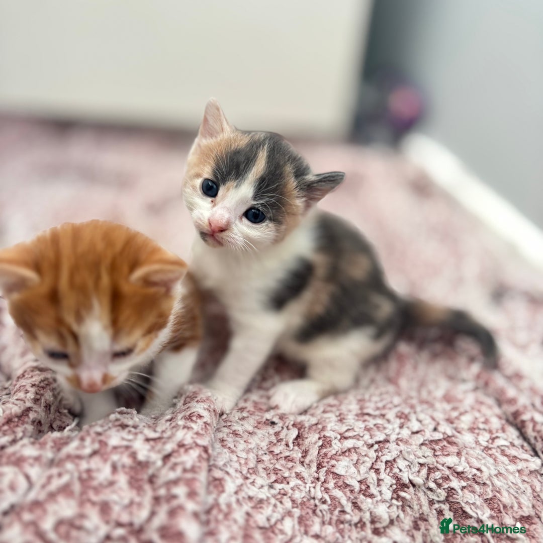 Mixed Breed cats for sale: Gorgeous kittens  - Image 17