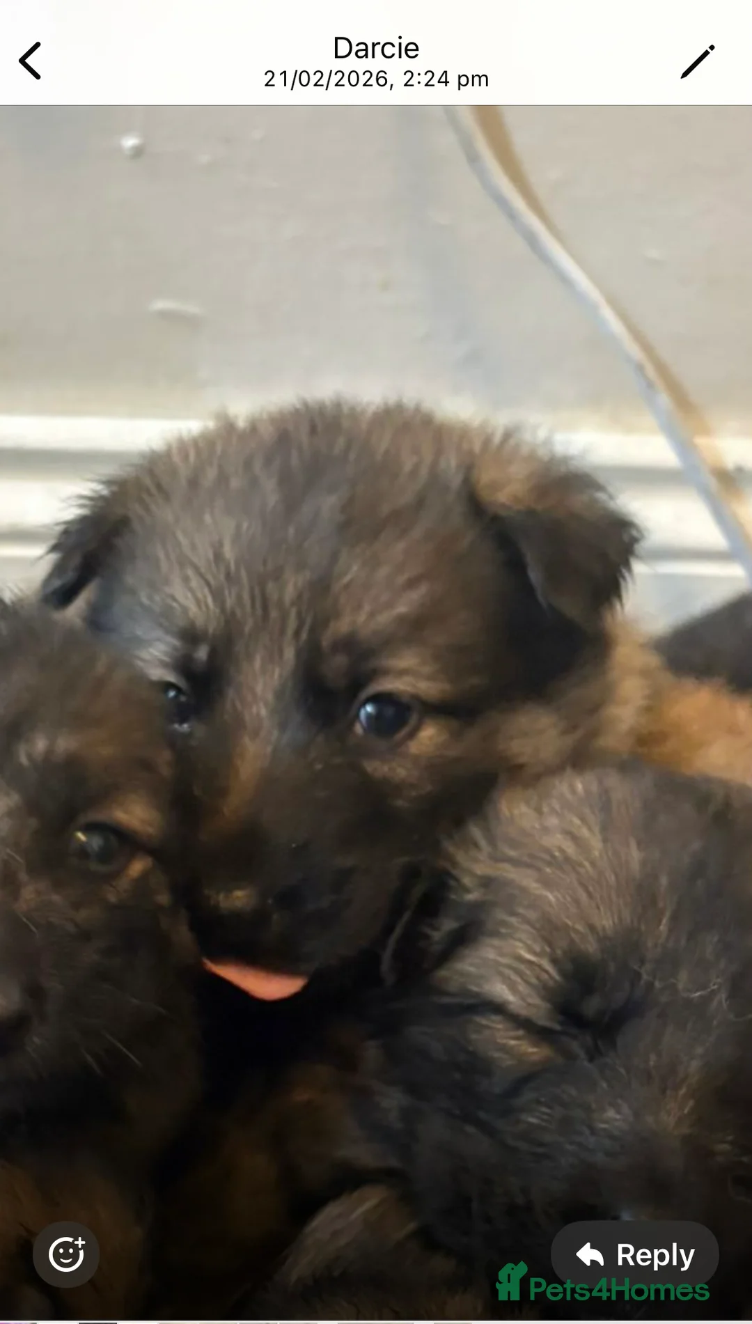 German Shepherd dogs for sale: 11 german shepherd puppies - Advert 1