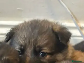 German Shepherd dogs 11 german shepherd puppies - Advert 17