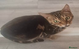 Bengal cats for sale: SBT Tica Bengal April retired April Choc Marble - Advert 6