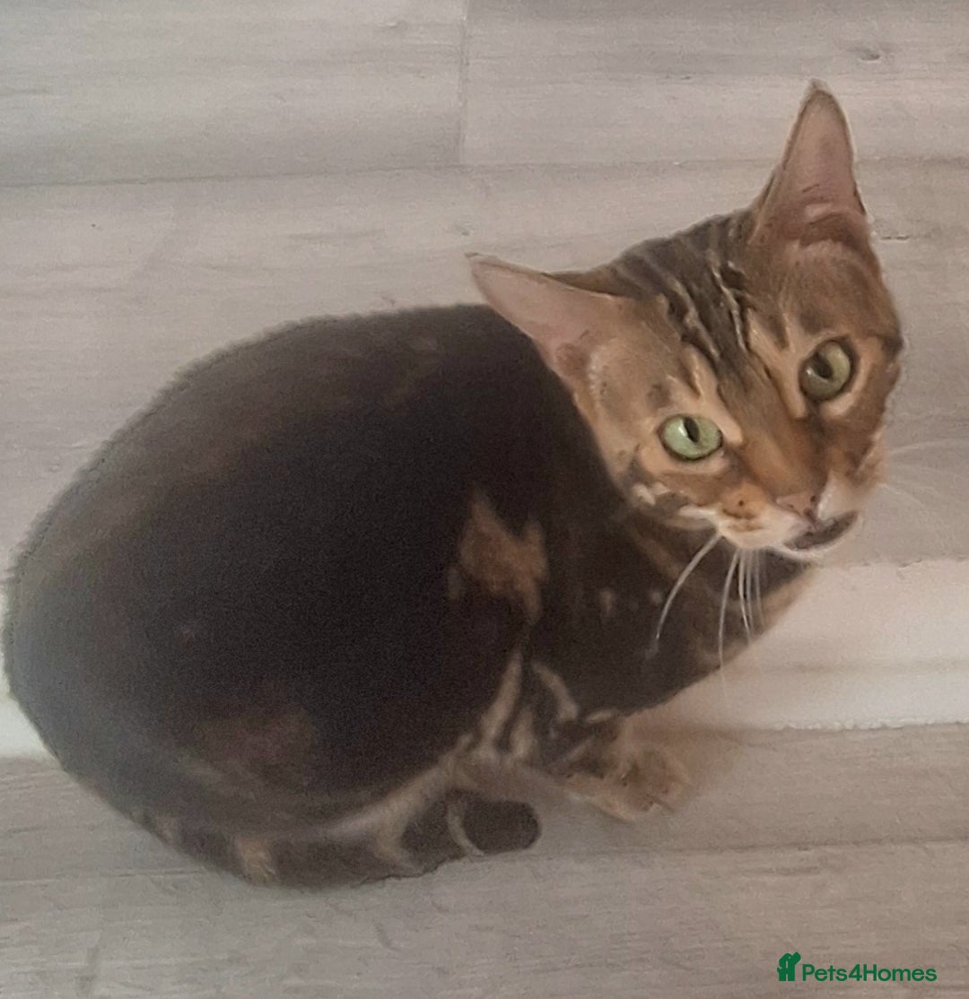 Bengal cats for sale: SBT Tica Bengal April retired April Choc Marble - Advert 6