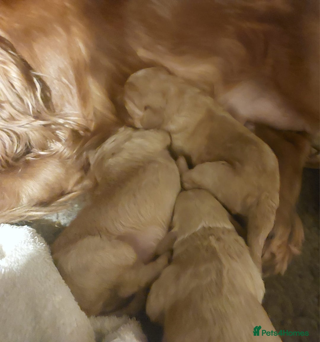 Cavapoo dogs for sale: Beautiful F1 Cavapoo's  - Advert 4