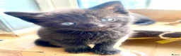 Mixed Breed cats for sale: 7 lovely kittens 4 chaps and 3 ladies - Advert 16