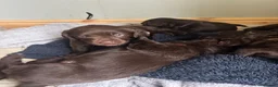 Springador dogs for sale: Beautiful Lab x springer spaniel puppies  - Advert 13