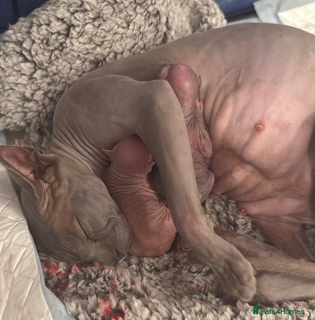 Sphynx cats for sale: Beautiful baby Sphynx  - Advert 11