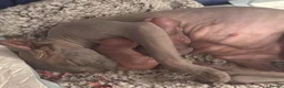 Sphynx cats for sale: Beautiful baby Sphynx  - Advert 11