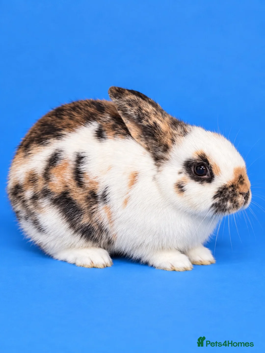 Mixed Breed rabbits for sale: Beautiful Tri-Coloured Buck in Keighley - Advert 1