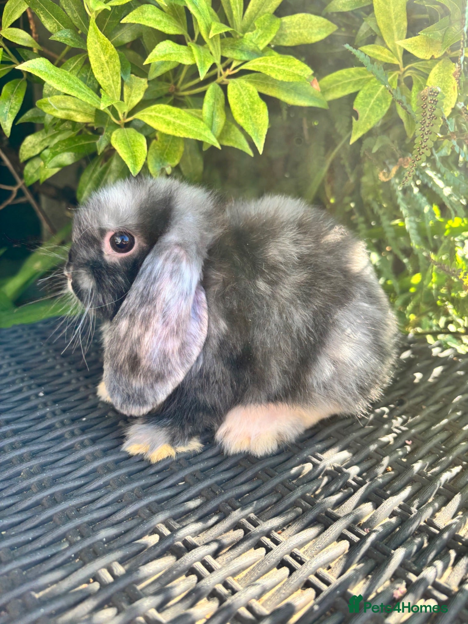Mini Lop rabbits Ready to leave. Mini lop babies  - Advert 2