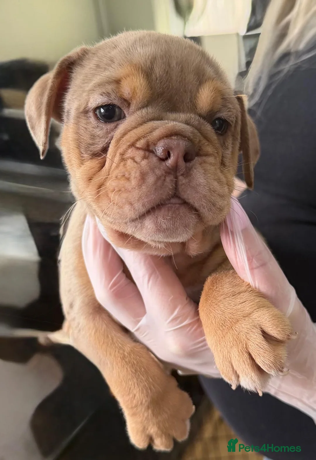 English Bulldog dogs for sale: Stunningly healthy English BullDogs 🐾 - Advert 2