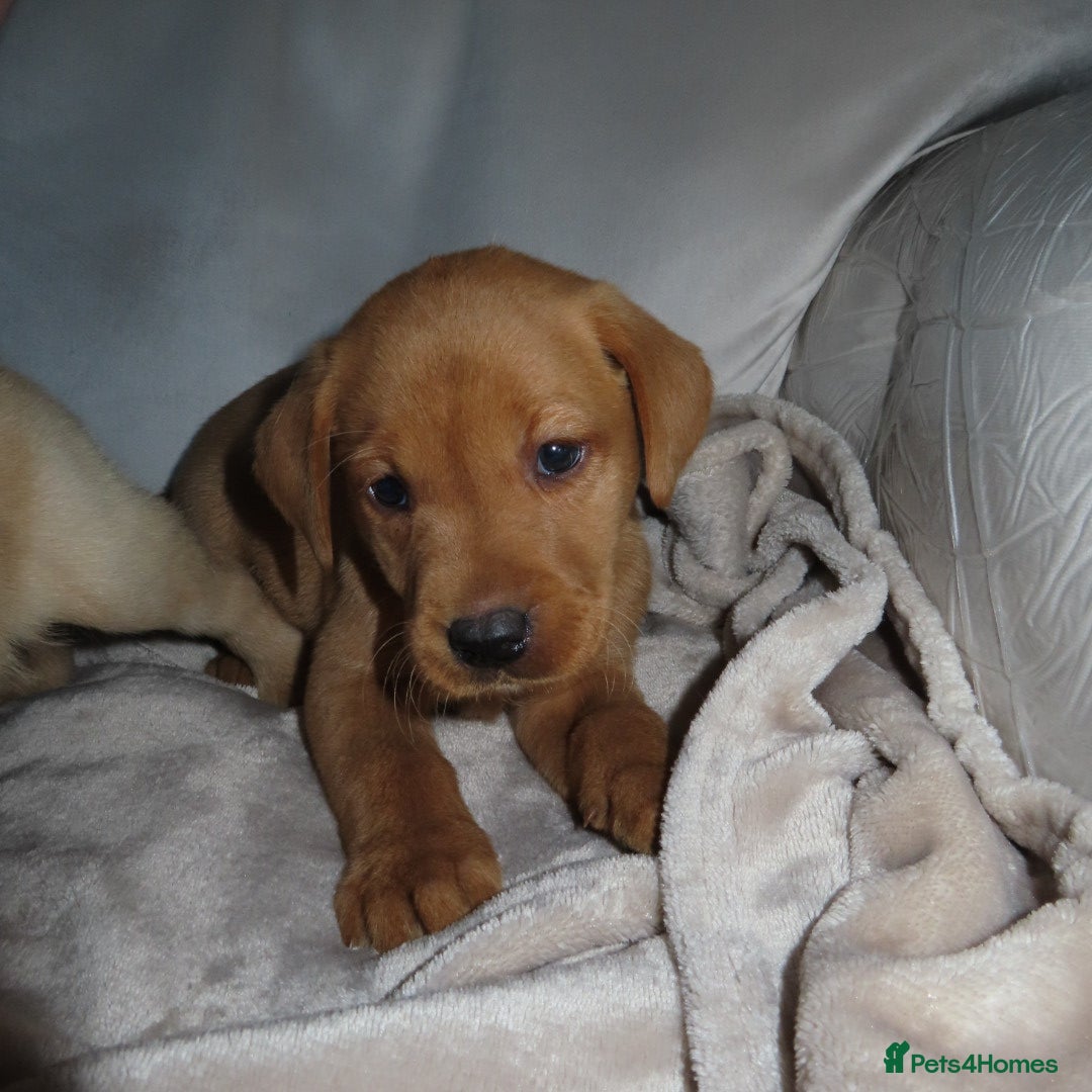 Labrador Retriever dogs for sale: Beautiful Labradors for sale  - Advert 3