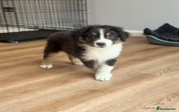 Australian Shepherd dogs for sale: 2 KC registered Australian Shepards remaining! - Image 22