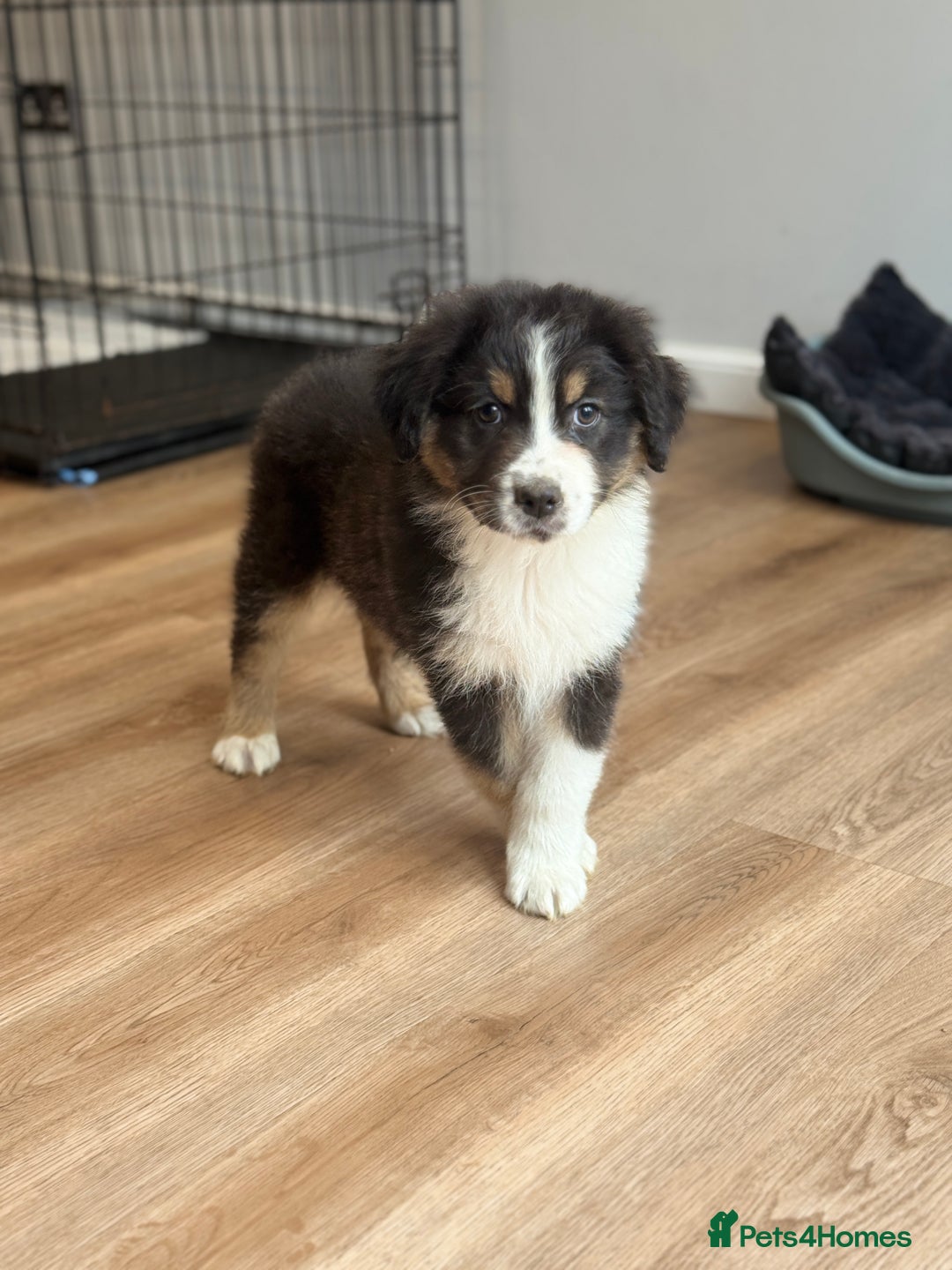 Australian Shepherd dogs for sale: 2 KC registered Australian Shepards remaining! - Image 22