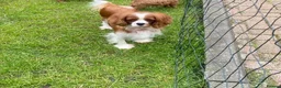 Cavalier King Charles Spaniel dogs for sale: Cavalier King Cha - Advert 2