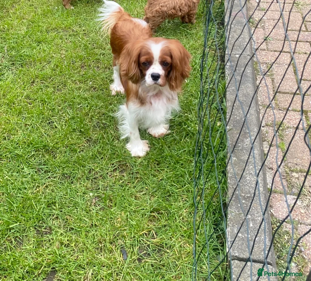 Cavalier King Charles Spaniel dogs for sale: Cavalier King Cha - Advert 2
