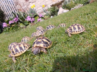 Hermann Tortoise reptiles - Advert 5
