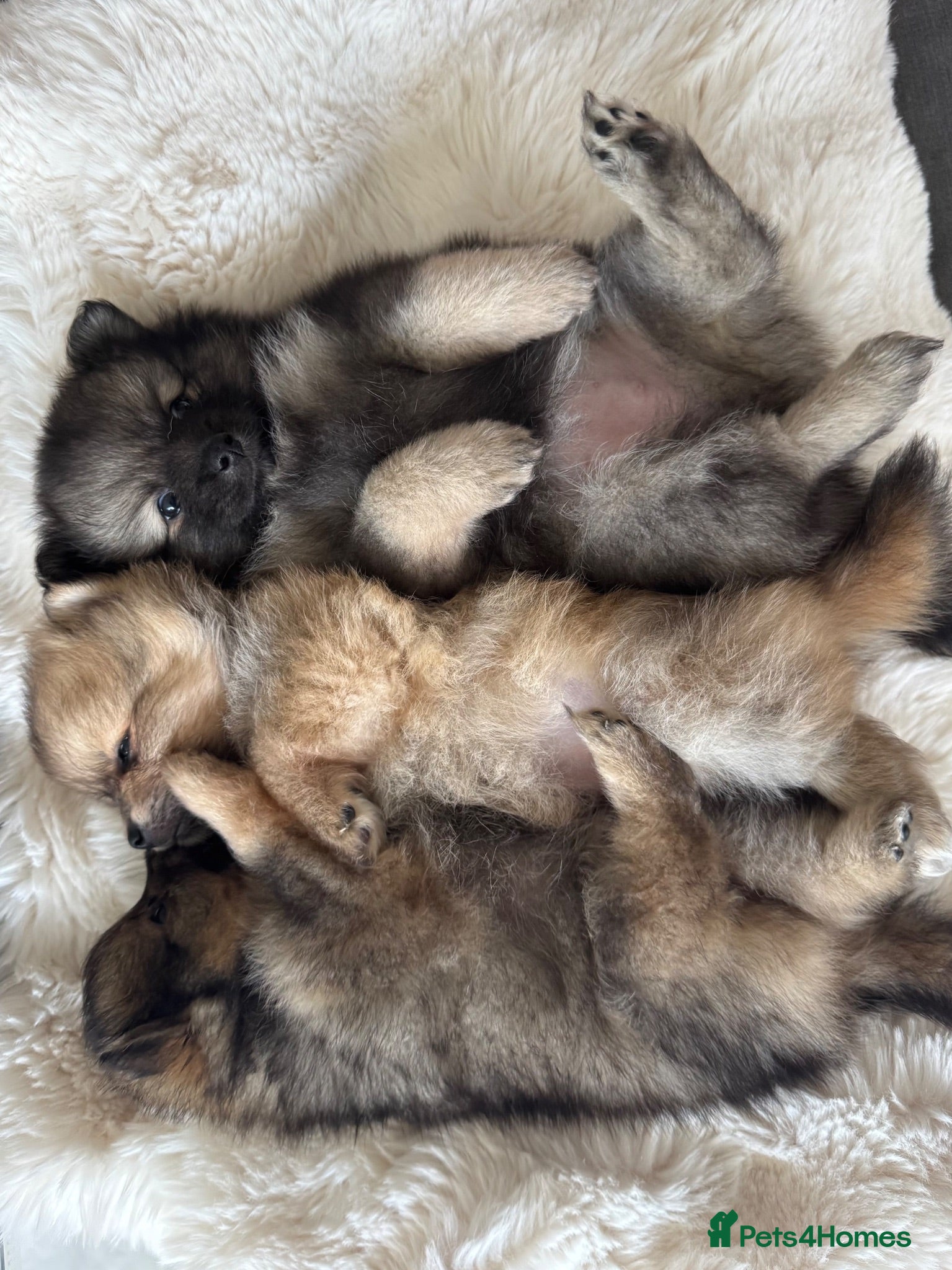 Pomeranian dogs Fluffy Pomeranian puppies 💖 - Advert 18
