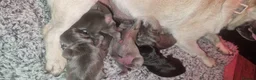 Pug dogs for sale: Exotic Pug puppies  - Advert 7