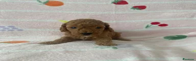 Cockapoo 4